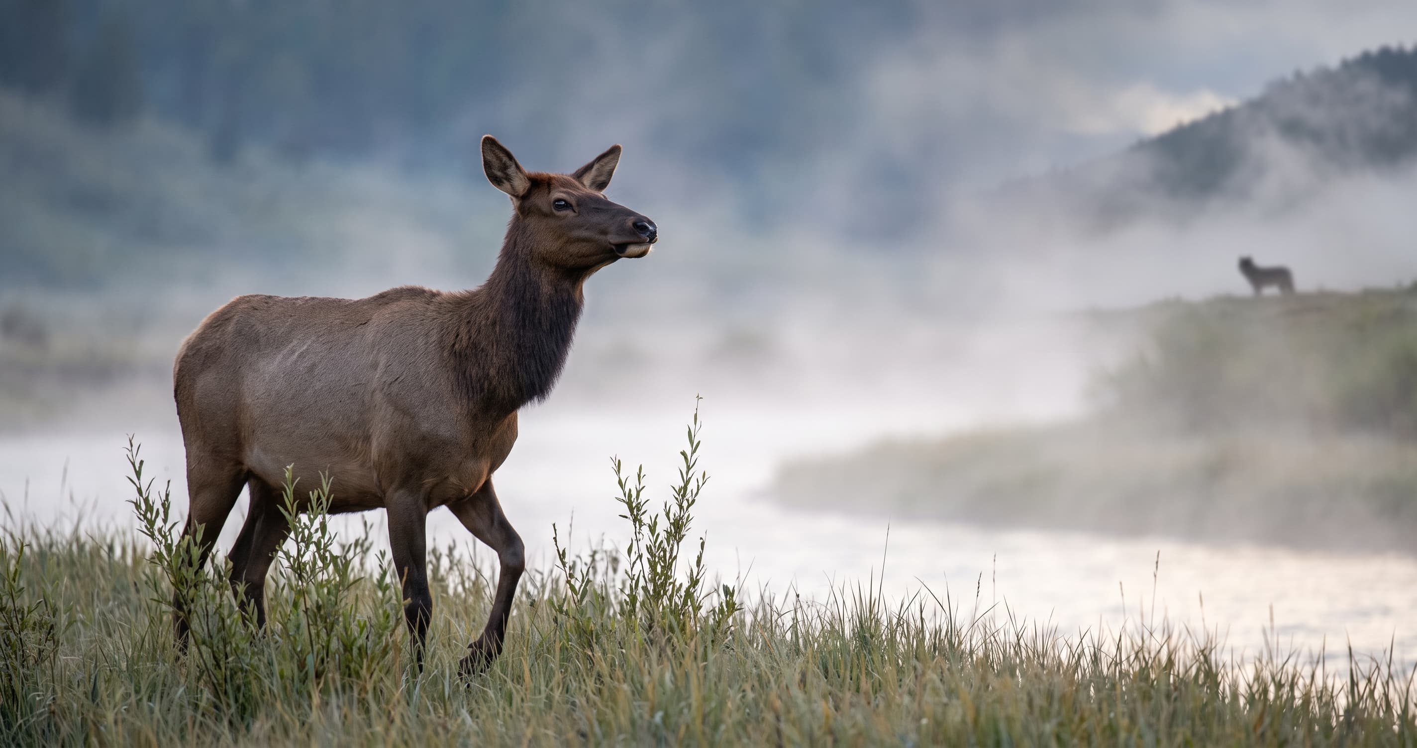 The wolf did not eat the deer